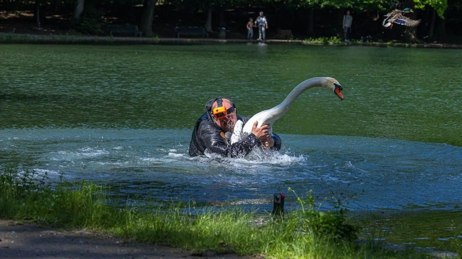 Tierretter Stefan Bröckling vom Verein Tiernotruf.de fing den Schwan ein.