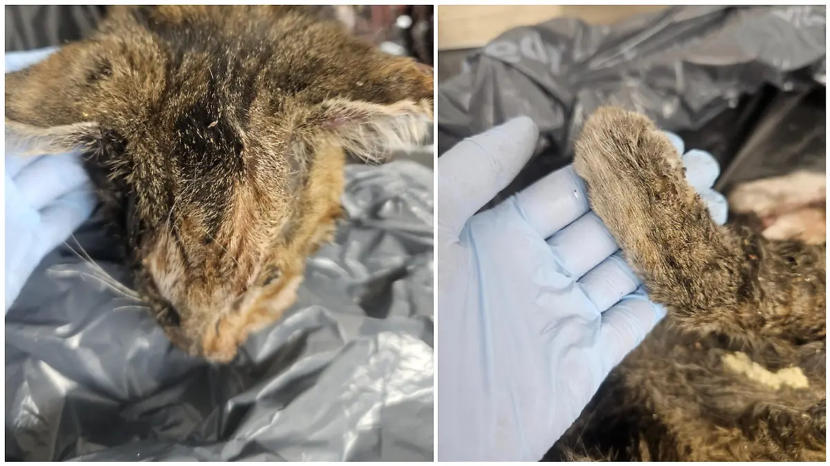 In einer Tierklinik wird die Katze untersucht. RTL zeigt die Bilder der fehlenden Haut bewusst nicht.