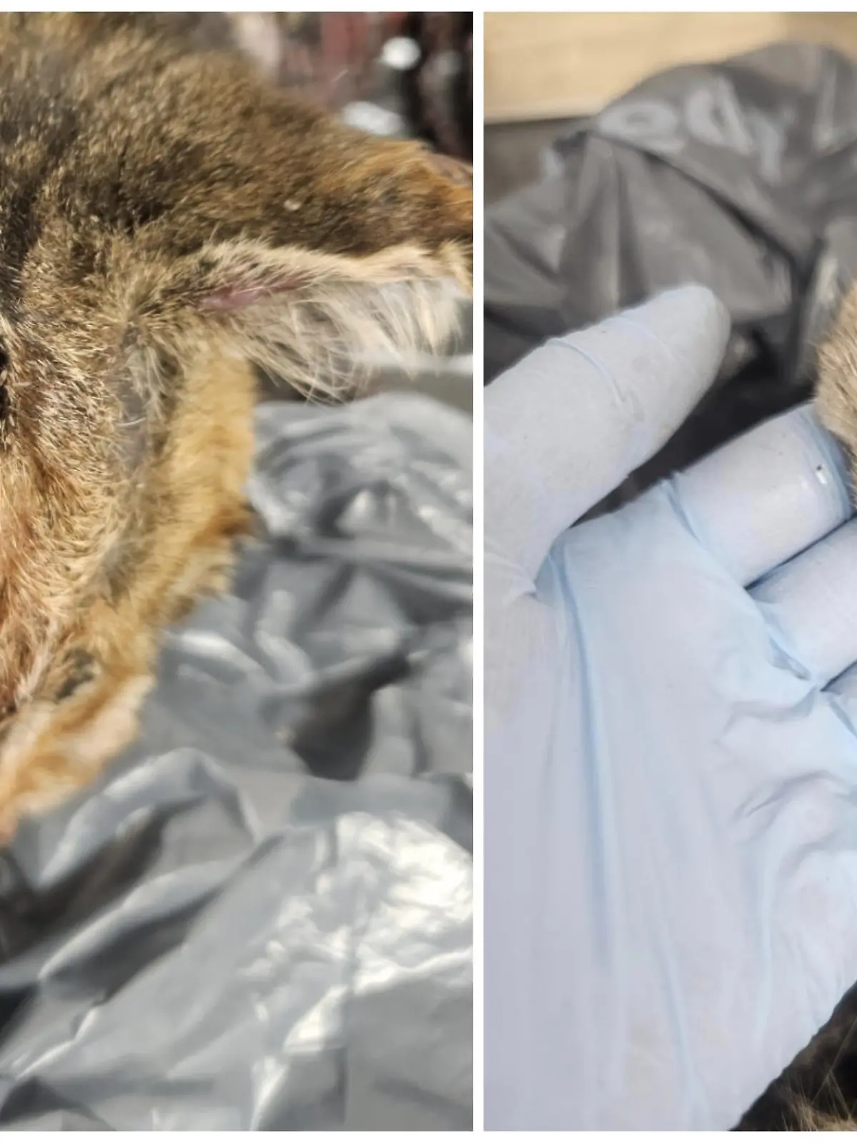 In einer Tierklinik wird die Katze untersucht. RTL zeigt die Bilder der fehlenden Haut bewusst nicht.