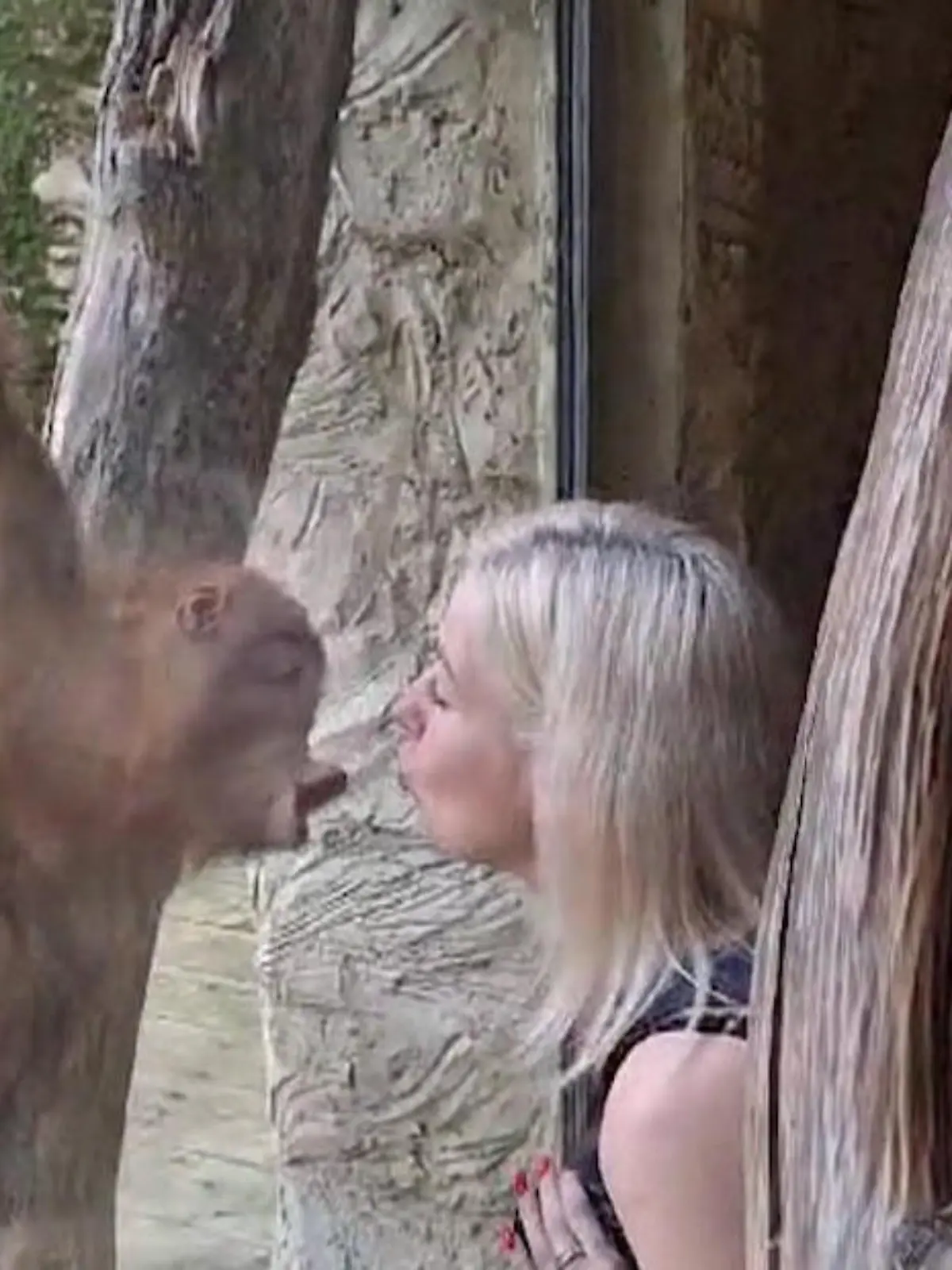 Ohh, wie süß! Orang-Utan-Baby Kawi hat ganz viel Liebe zu geben und verteilt mitten im Fotoshooting ein paar dicke Scheiben-Schmatzer an Zoobesucherin Lucie. Die ist wiederum ganz entzückt und beide teilen ein paar liebevoll-spielerische Momente. 
Die gesamte Lovestory seht ihr im Video.