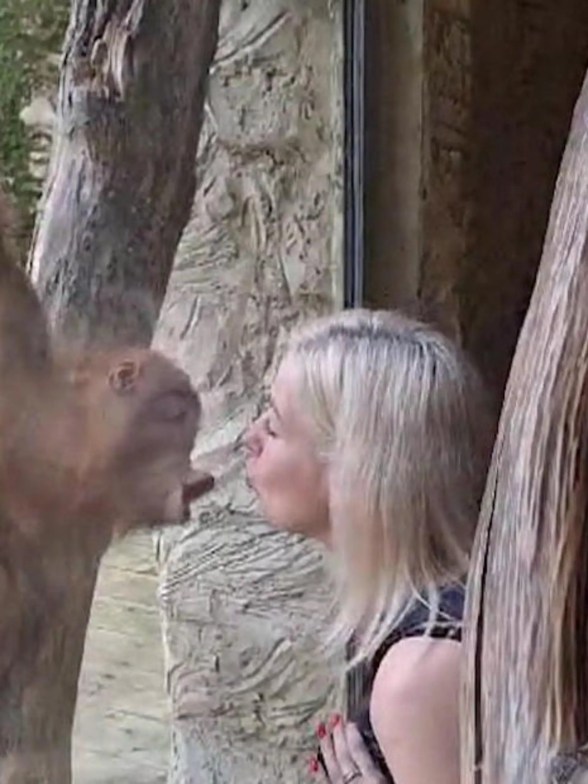 Ohh, wie süß! Orang-Utan-Baby Kawi hat ganz viel Liebe zu geben und verteilt mitten im Fotoshooting ein paar dicke Scheiben-Schmatzer an Zoobesucherin Lucie. Die ist wiederum ganz entzückt und beide teilen ein paar liebevoll-spielerische Momente. 
Die gesamte Lovestory seht ihr im Video.
