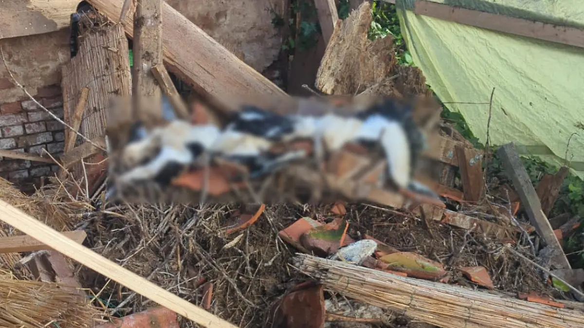 Fünf Störche sterben beim Absturz des Nestes.