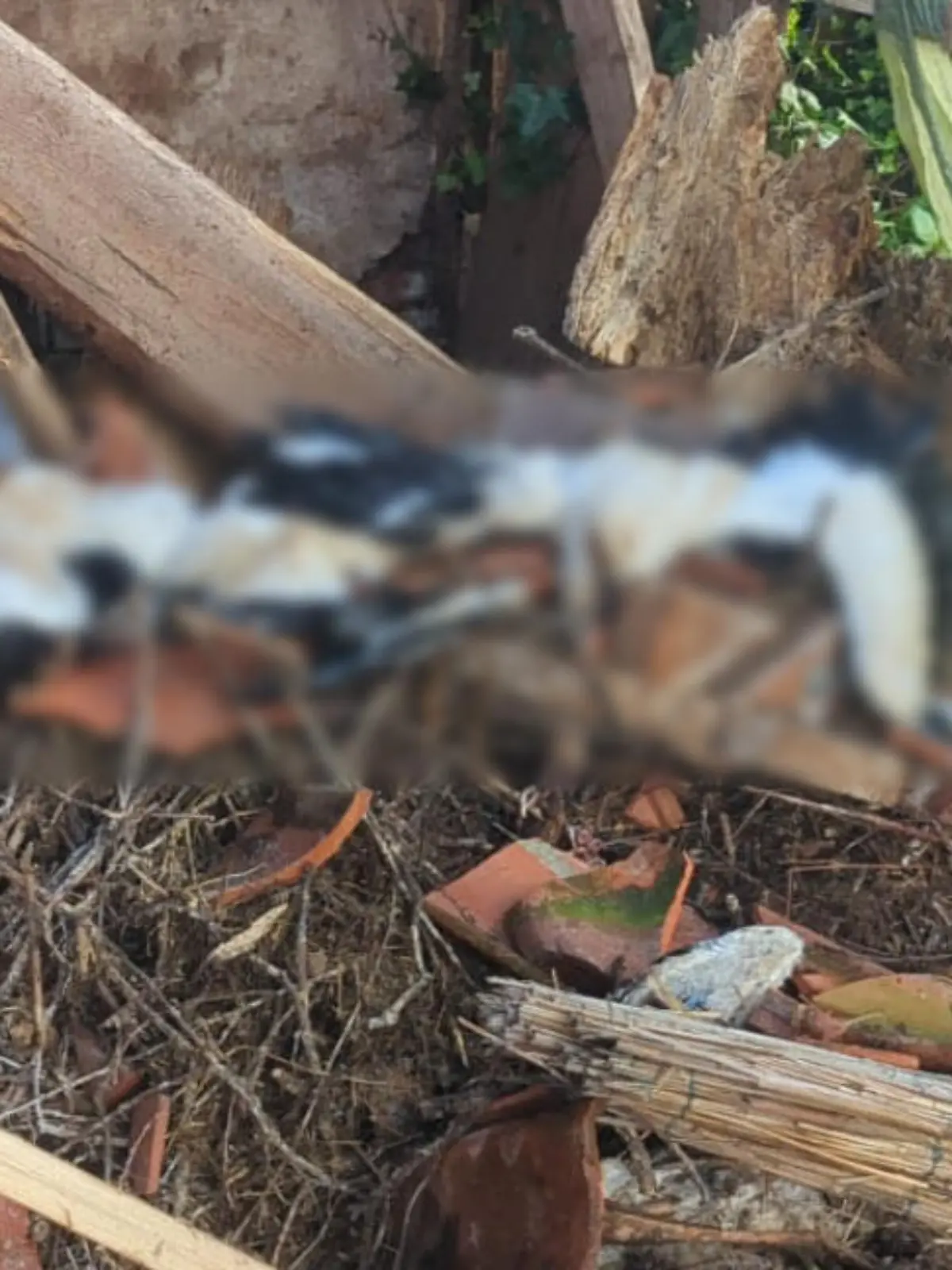 Fünf Störche sterben beim Absturz des Nestes.