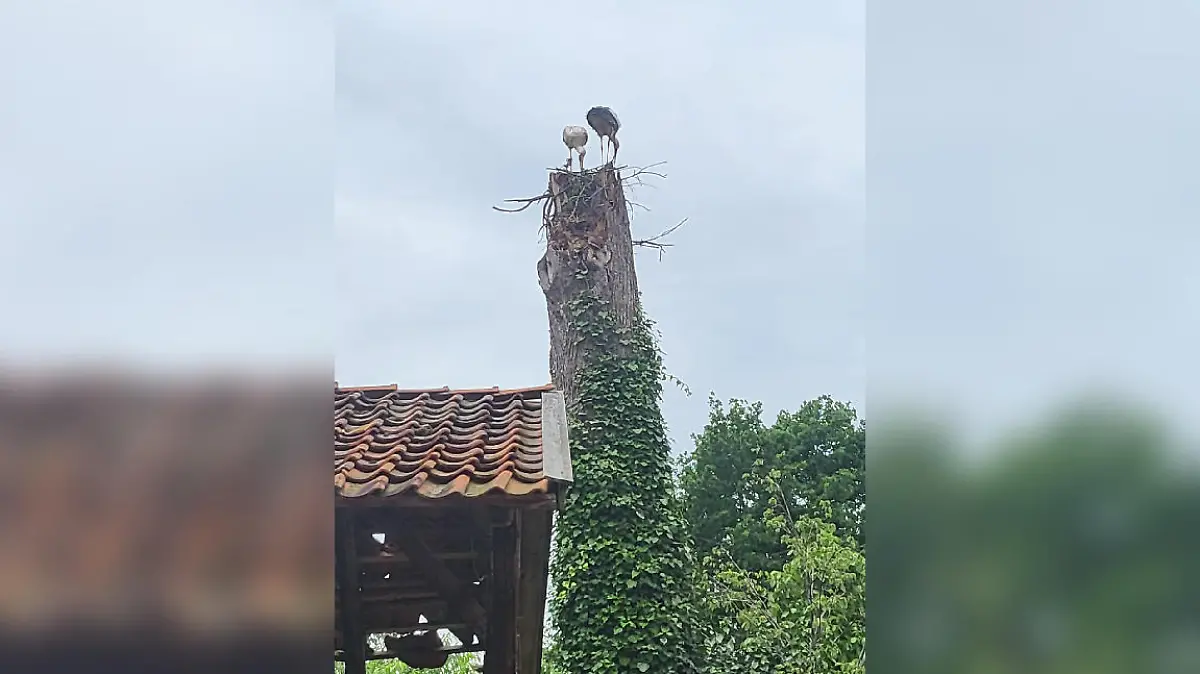 Das Storchenpaar versucht auf dem abgebrochenen Stumpf der Linde vergeblich, ihr Nest neu zu bauen.