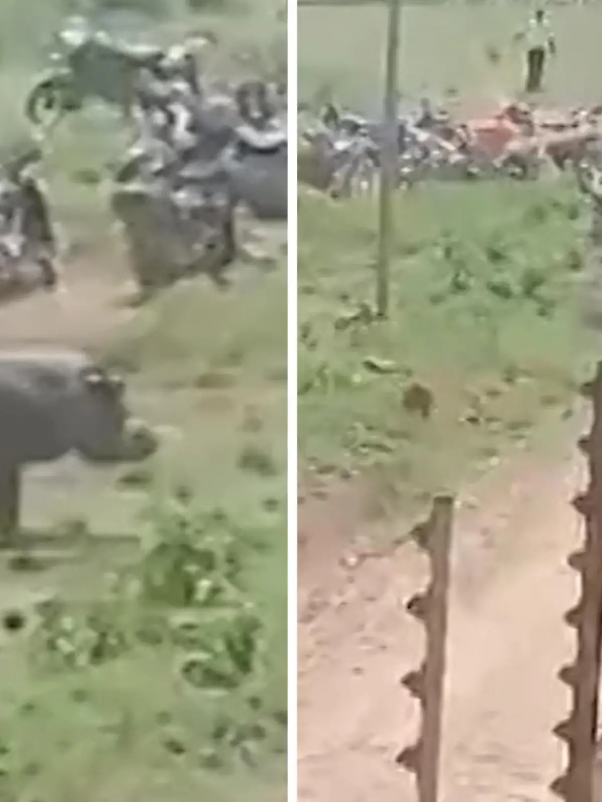 Ein Nilpferd ist wohl aus dem Naturschutzgebiet geflohen und treibt nun sein Unwesen in einem angrenzenden Dorf. Das ruft den Wildtierschutz auf den Plan.