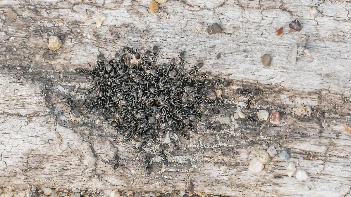 Die Stadt Kehl kämpft derzeit gegen invasive Ameisen. Spielplätze, Strom und Internet haben die Insekten bereits lahmgelegt.
