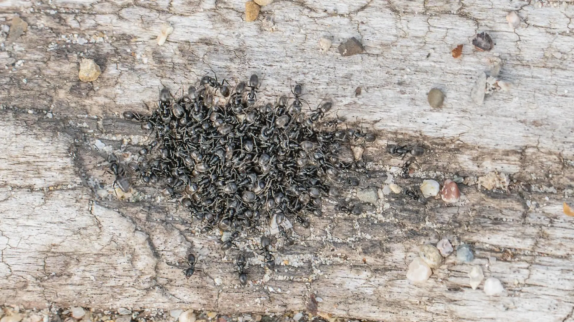 Die Stadt Kehl kämpft derzeit gegen invasive Ameisen. Spielplätze, Strom und Internet haben die Insekten bereits lahmgelegt.