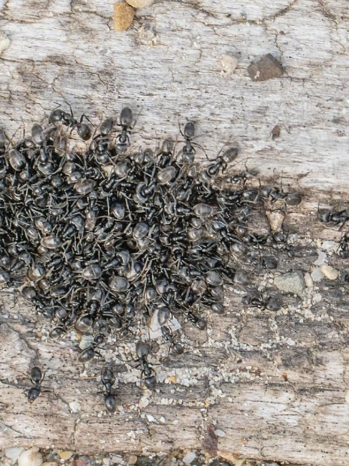 Die Stadt Kehl kämpft derzeit gegen invasive Ameisen. Spielplätze, Strom und Internet haben die Insekten bereits lahmgelegt.