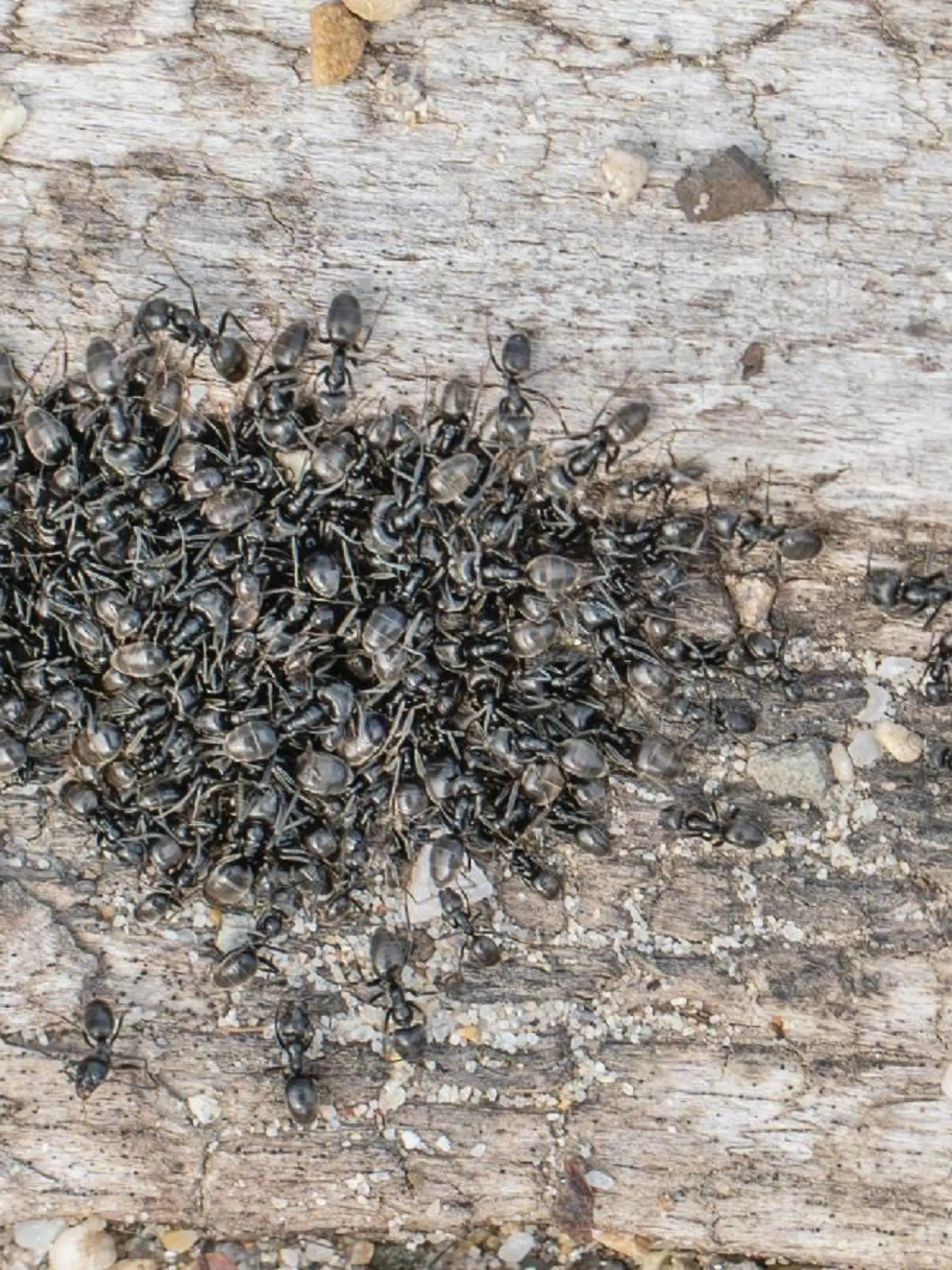Die Stadt Kehl kämpft derzeit gegen invasive Ameisen. Spielplätze, Strom und Internet haben die Insekten bereits lahmgelegt.