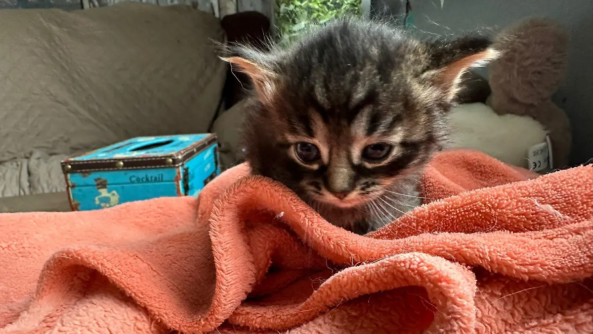 Katzenbaby