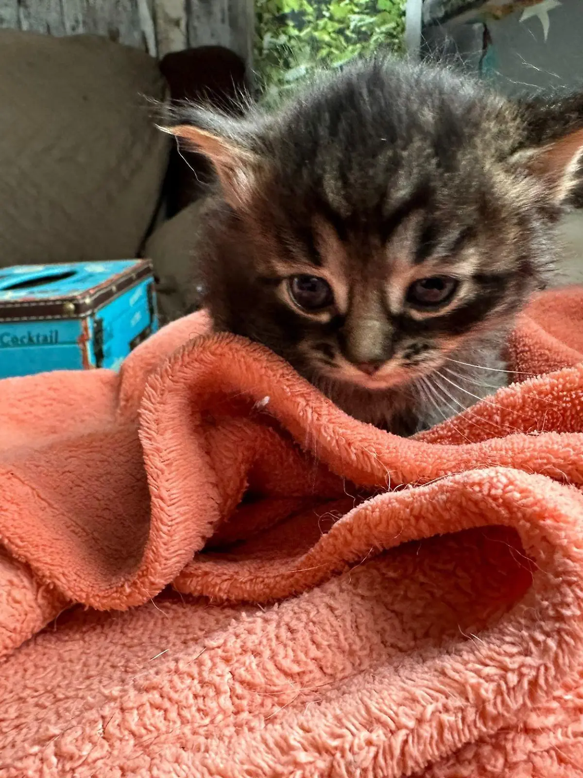 Katzenbaby