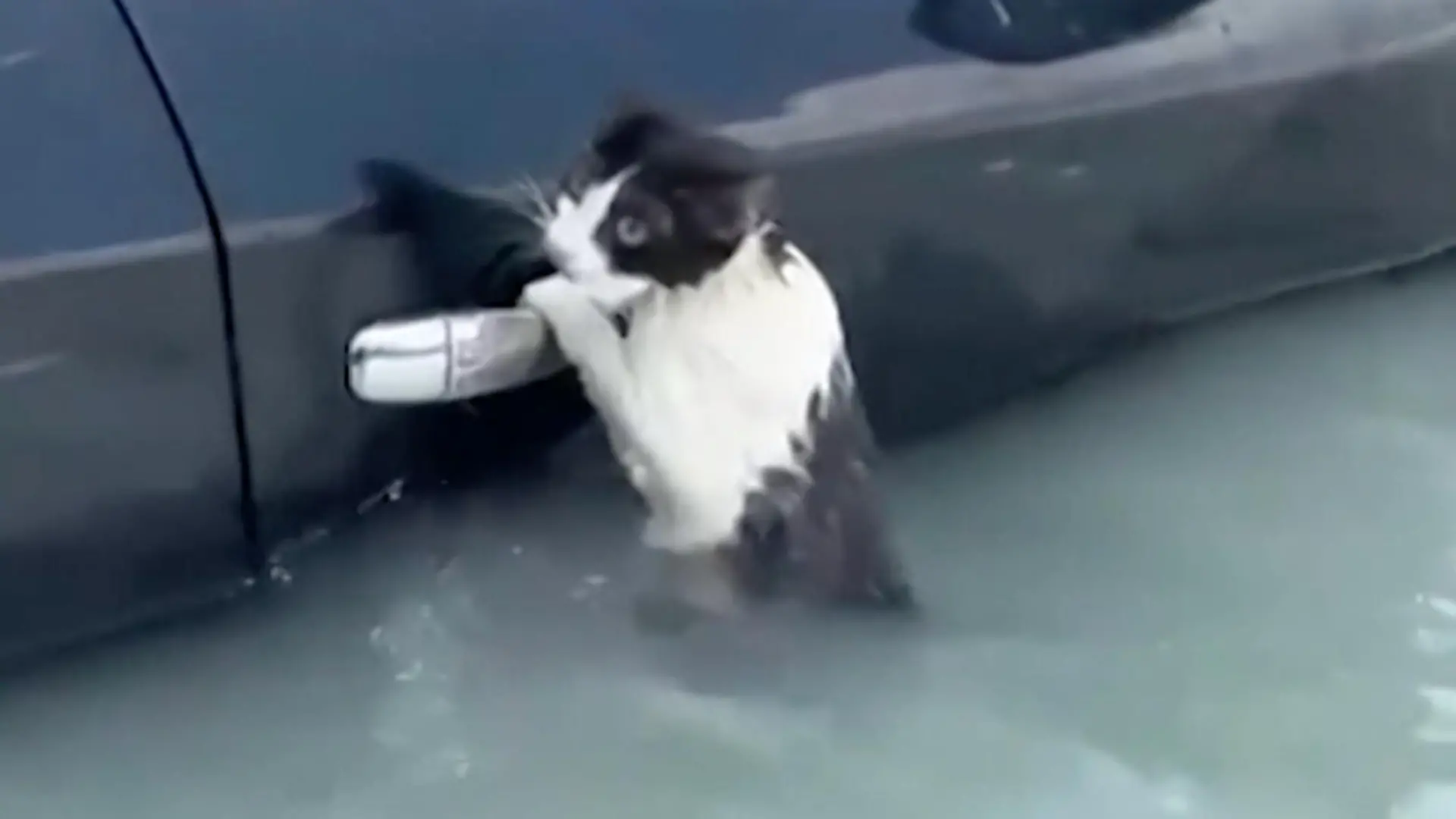 Katzenrettung Dubai