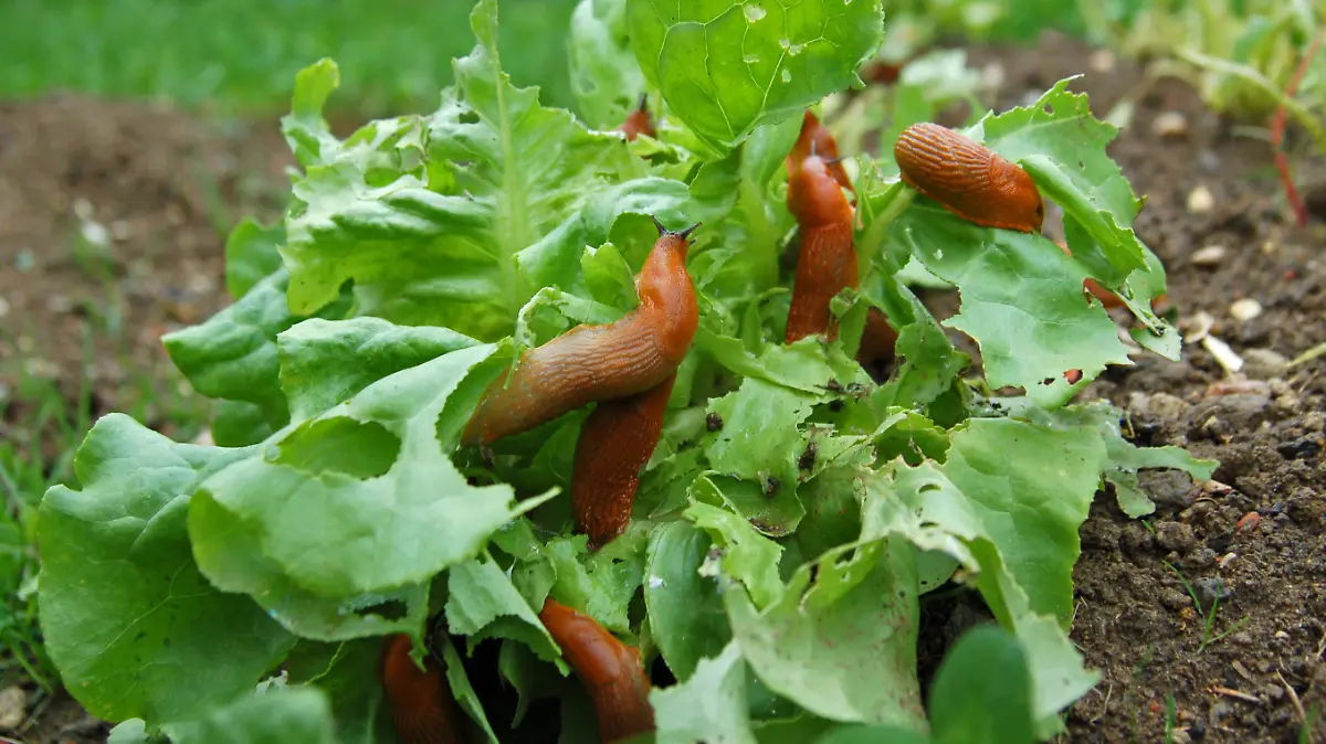 Snail Invasion on the salad garden