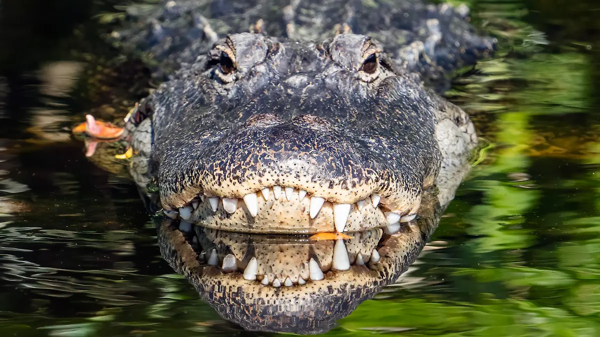 May 2, 2024, Delray Beach, Florida, USA: An alligator and his reflection seen in the Wakodahatchee Wetlands in Delray Beach, Florida on May 2, 2024. The wetlands attract nature lovers and wildlife photographers and are home to more than 140 bird species and a variety of other wildlife. (Credit Image: © Ronen Tivony/ZUMA Press Wire) / action press