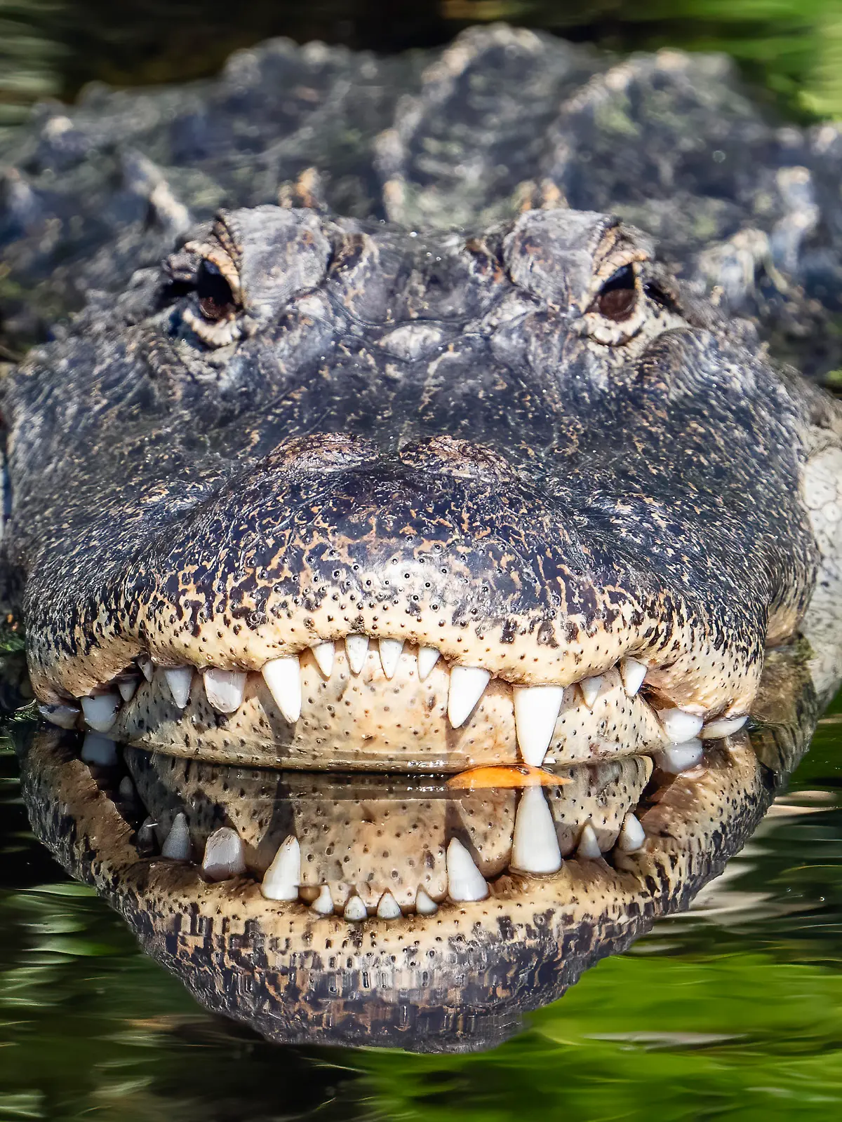 May 2, 2024, Delray Beach, Florida, USA: An alligator and his reflection seen in the Wakodahatchee Wetlands in Delray Beach, Florida on May 2, 2024. The wetlands attract nature lovers and wildlife photographers and are home to more than 140 bird species and a variety of other wildlife. (Credit Image: © Ronen Tivony/ZUMA Press Wire) / action press