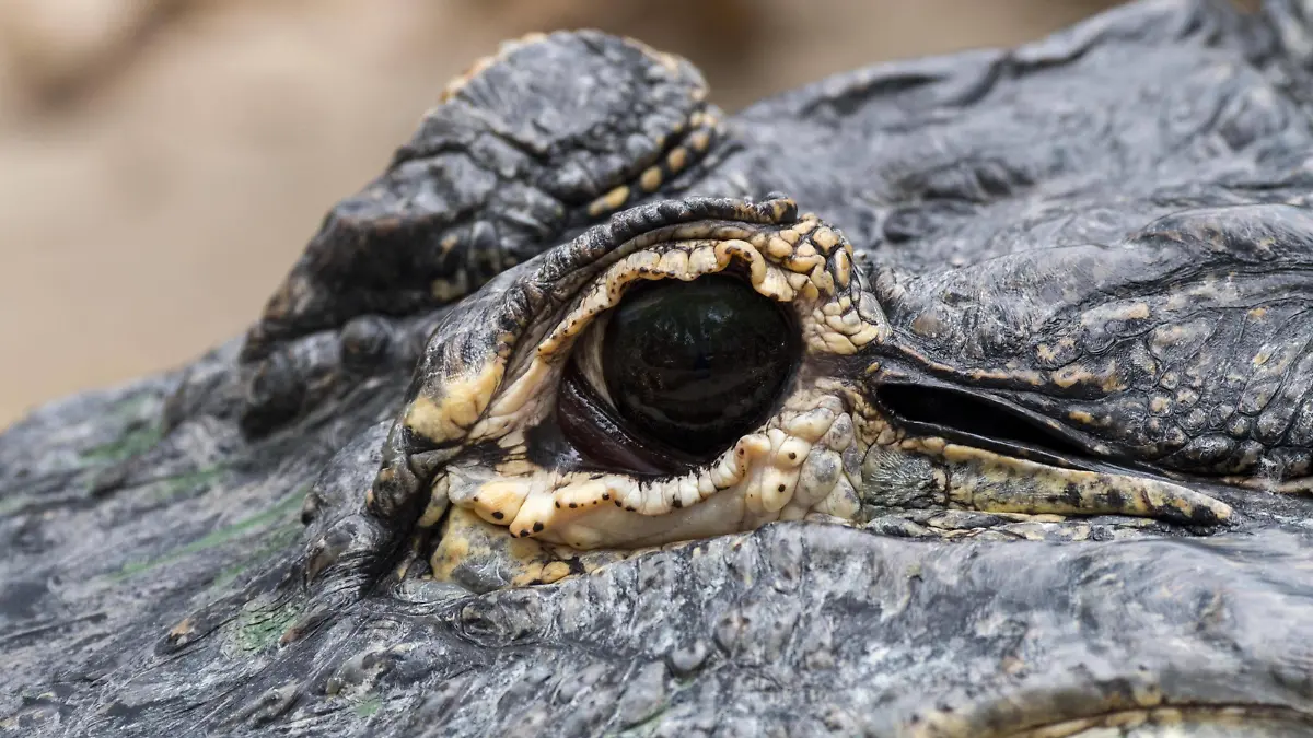 Mississippi Alligator Alligator mississippiensis, Alligator, Gewöhnlicher Alligator Nahaufnahme des Auges *** Mississippi Alligator Alligator mississippiensis , Alligator, Usual Alligator Close-up of Eye Copyright: imageBROKER/alimdix/xArterrax/xPhilippexClément ibltsm09609411.jpg Bitte beachten Sie die gesetzlichen Bestimmungen des deutschen Urheberrechtes hinsichtlich der Namensnennung des Fotografen im direkten Umfeld der Veröffentlichung