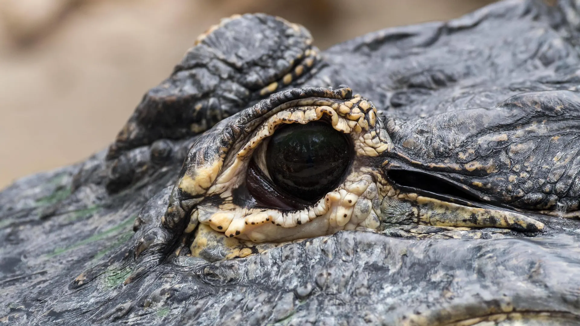 Mississippi Alligator Alligator mississippiensis, Alligator, Gewöhnlicher Alligator Nahaufnahme des Auges *** Mississippi Alligator Alligator mississippiensis , Alligator, Usual Alligator Close-up of Eye Copyright: imageBROKER/alimdix/xArterrax/xPhilippexClément ibltsm09609411.jpg Bitte beachten Sie die gesetzlichen Bestimmungen des deutschen Urheberrechtes hinsichtlich der Namensnennung des Fotografen im direkten Umfeld der Veröffentlichung