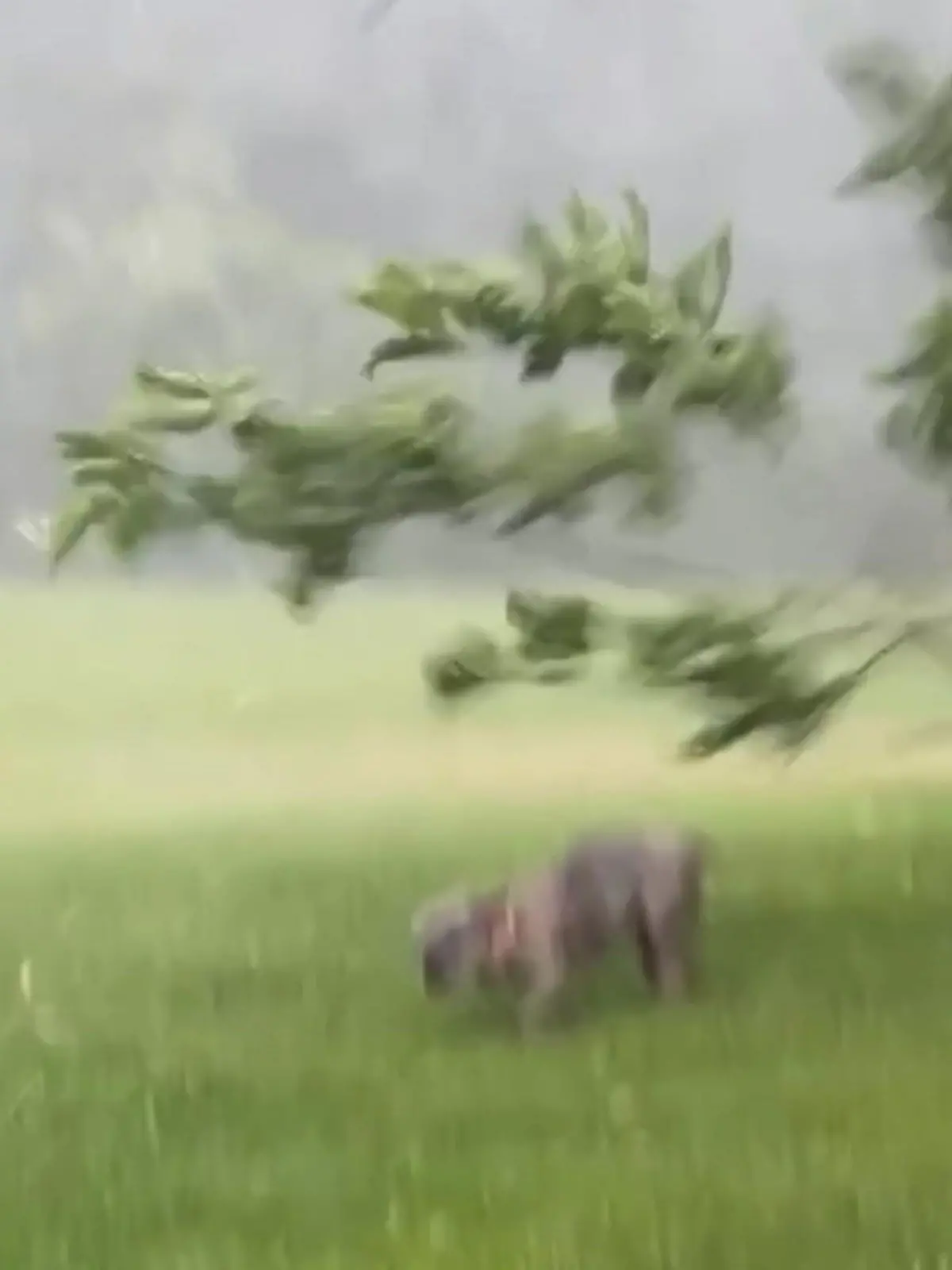 Damit hatte der kleine Rex wohl sicher nicht gerechnet. Eigentlich wollte er nur schnell sein Geschäft erledigen, als direkt über ihm plötzlich ein Ast von einem Baum abbricht!