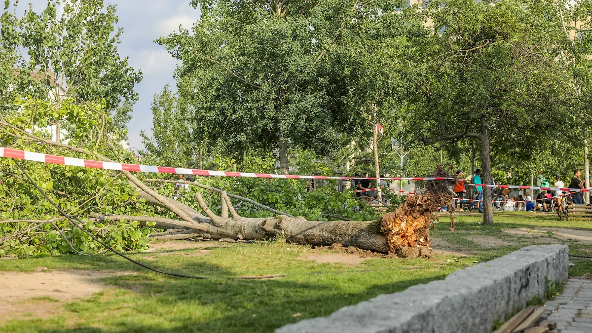 Unwetter in Berlin: Baum stürzt auf Menschenmenge im Mauerpark, Am Sonntagnachmittag, dem 2. Juni 2024, stürzte im Berliner Mauerpark ein Baum auf eine Gruppe Menschen. Nach Angaben der Feuerwehr wurden drei Menschen verletzt und mussten ins Krankenhaus gebracht werden. Berlin Berlin Deutschland *** Storm in Berlin Tree falls on crowd in Mauerpark, On Sunday afternoon, June 2, 2024, a tree fell on a group of people in Berlins Mauerpark According to the fire department, three people were injured and had to be taken to hospital Berlin Berlin Germany