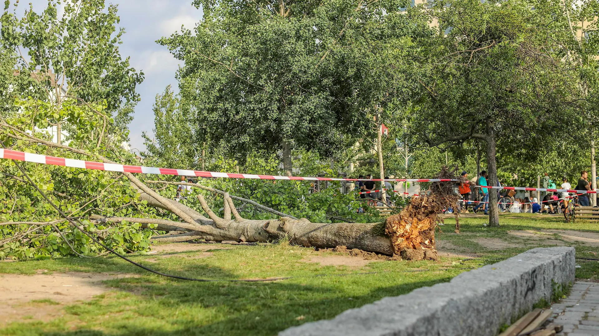 Unwetter in Berlin: Baum stürzt auf Menschenmenge im Mauerpark, Am Sonntagnachmittag, dem 2. Juni 2024, stürzte im Berliner Mauerpark ein Baum auf eine Gruppe Menschen. Nach Angaben der Feuerwehr wurden drei Menschen verletzt und mussten ins Krankenhaus gebracht werden. Berlin Berlin Deutschland *** Storm in Berlin Tree falls on crowd in Mauerpark, On Sunday afternoon, June 2, 2024, a tree fell on a group of people in Berlins Mauerpark According to the fire department, three people were injured and had to be taken to hospital Berlin Berlin Germany