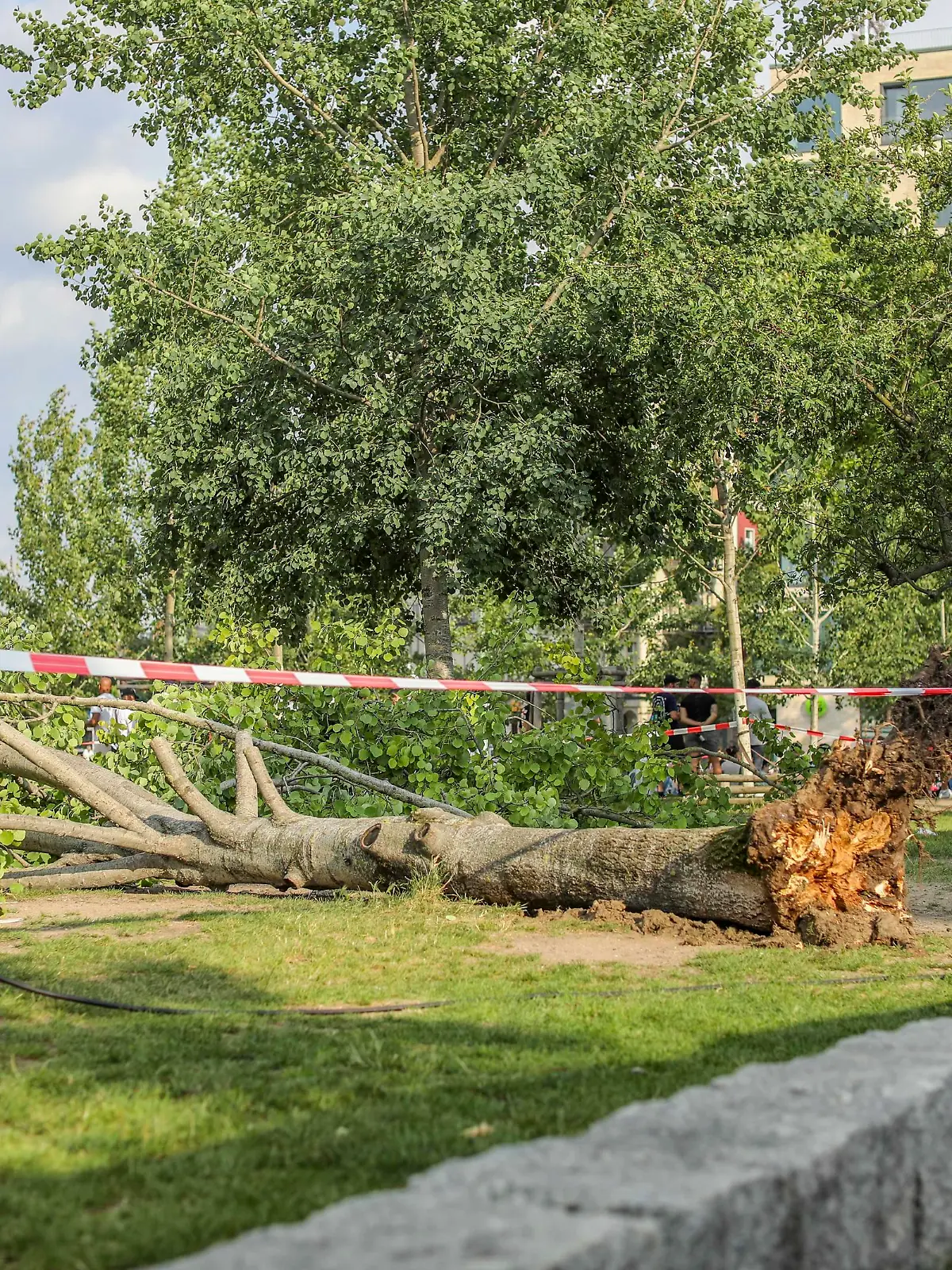 Unwetter in Berlin: Baum stürzt auf Menschenmenge im Mauerpark, Am Sonntagnachmittag, dem 2. Juni 2024, stürzte im Berliner Mauerpark ein Baum auf eine Gruppe Menschen. Nach Angaben der Feuerwehr wurden drei Menschen verletzt und mussten ins Krankenhaus gebracht werden. Berlin Berlin Deutschland *** Storm in Berlin Tree falls on crowd in Mauerpark, On Sunday afternoon, June 2, 2024, a tree fell on a group of people in Berlins Mauerpark According to the fire department, three people were injured and had to be taken to hospital Berlin Berlin Germany