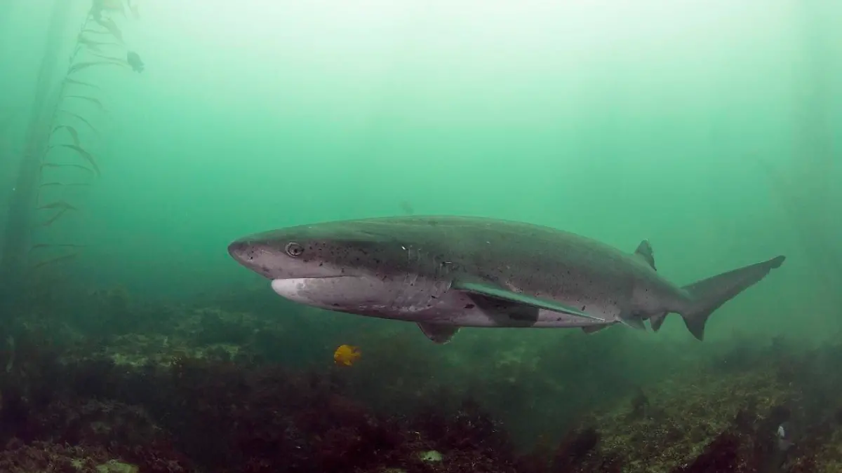 Spotted Seven-gilled Shark (Notorynchus cepedianus), La Jolla, San Diego, California || Mindestpreis 25 Euro 