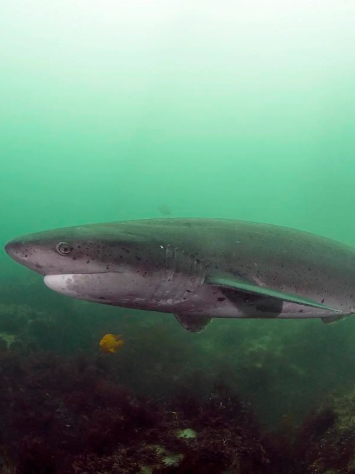 Spotted Seven-gilled Shark (Notorynchus cepedianus), La Jolla, San Diego, California || Mindestpreis 25 Euro 