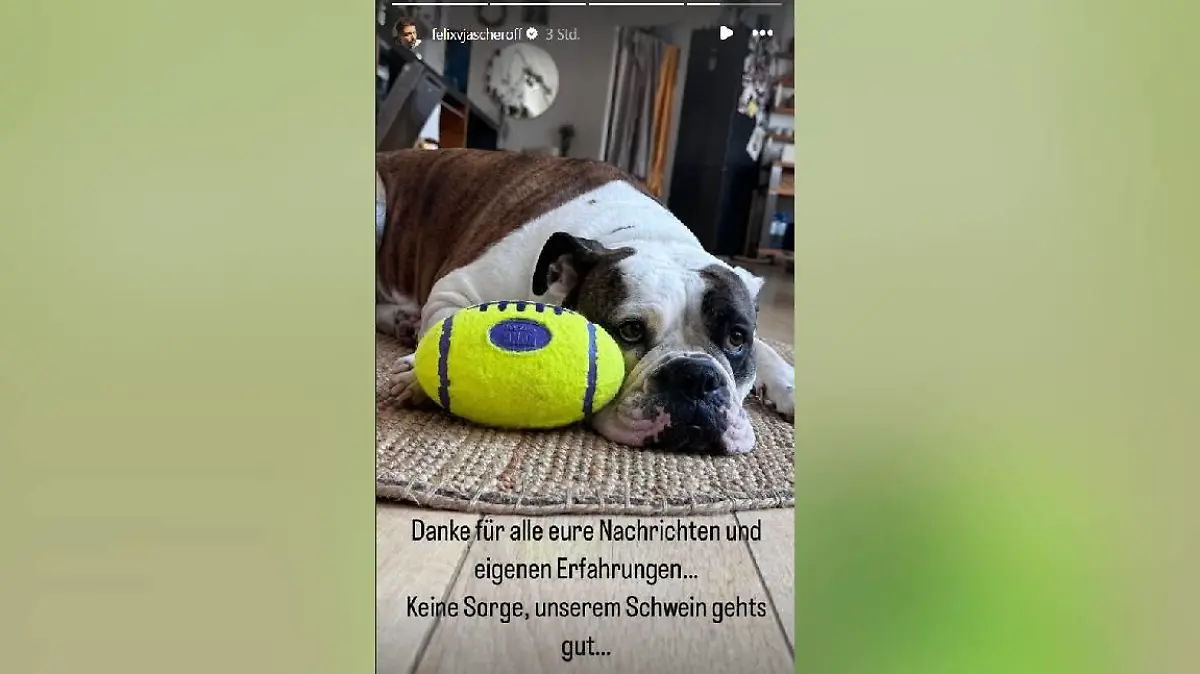 Noch mal mit dem Schrecken davongekommen! Felix von Jascheroffs Hündin Lotte geht es gut.