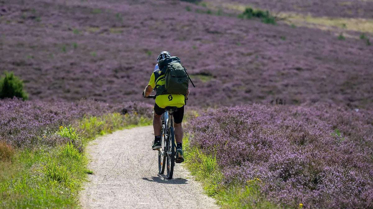 ARCHIV - 14.08.2023, Niedersachsen, Niederhaverbeck: Ein Besucher fährt bei sommerlichem Wetter mit seinem Fahrrad durch den Naturschutzpark Lüneburger Heide. Eine Petition wendet sich gegen einen möglichen Abbau von Lithium unter anderem in der Lüneburger Heide.  (zu dpa: «Petition gegen Lithiumabbau in Altmark und Lüneburger Heide») Foto: Philipp Schulze/dpa +++ dpa-Bildfunk +++