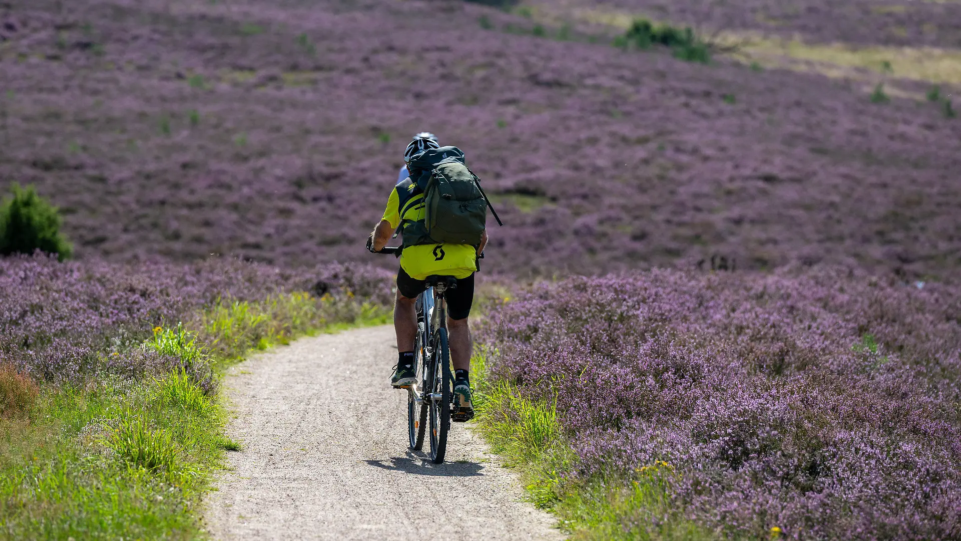 ARCHIV - 14.08.2023, Niedersachsen, Niederhaverbeck: Ein Besucher fährt bei sommerlichem Wetter mit seinem Fahrrad durch den Naturschutzpark Lüneburger Heide. Eine Petition wendet sich gegen einen möglichen Abbau von Lithium unter anderem in der Lüneburger Heide. (zu dpa: «Petition gegen Lithiumabbau in Altmark und Lüneburger Heide») Foto: Philipp Schulze/dpa +++ dpa-Bildfunk +++