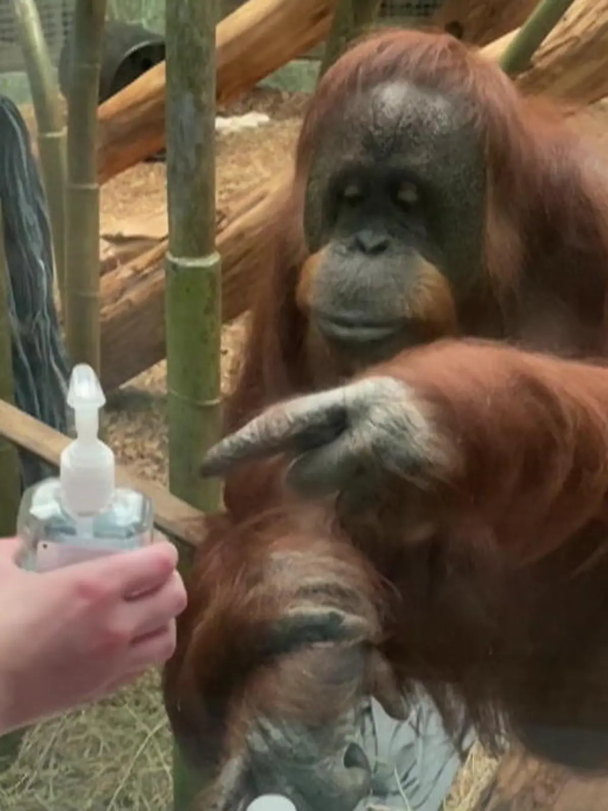 "Mit diesen fettigen Fingern fasst du mir aber nicht an meine Glasscheibe!" - So oder so ähnlich dachte möglicherweise dieser Orang-Utan, als er eine Zoobesucherin vor seinem Gehege penetrant zu mehr Handhygiene aufforderte. Gleich drei Mal sollte sich die Frau mit ihrem Desinfektionsmittel die Hände reinigen, bis der Primat zufrieden gestellt war. Die ulkigen Aufnahmen seht ihr im Video.