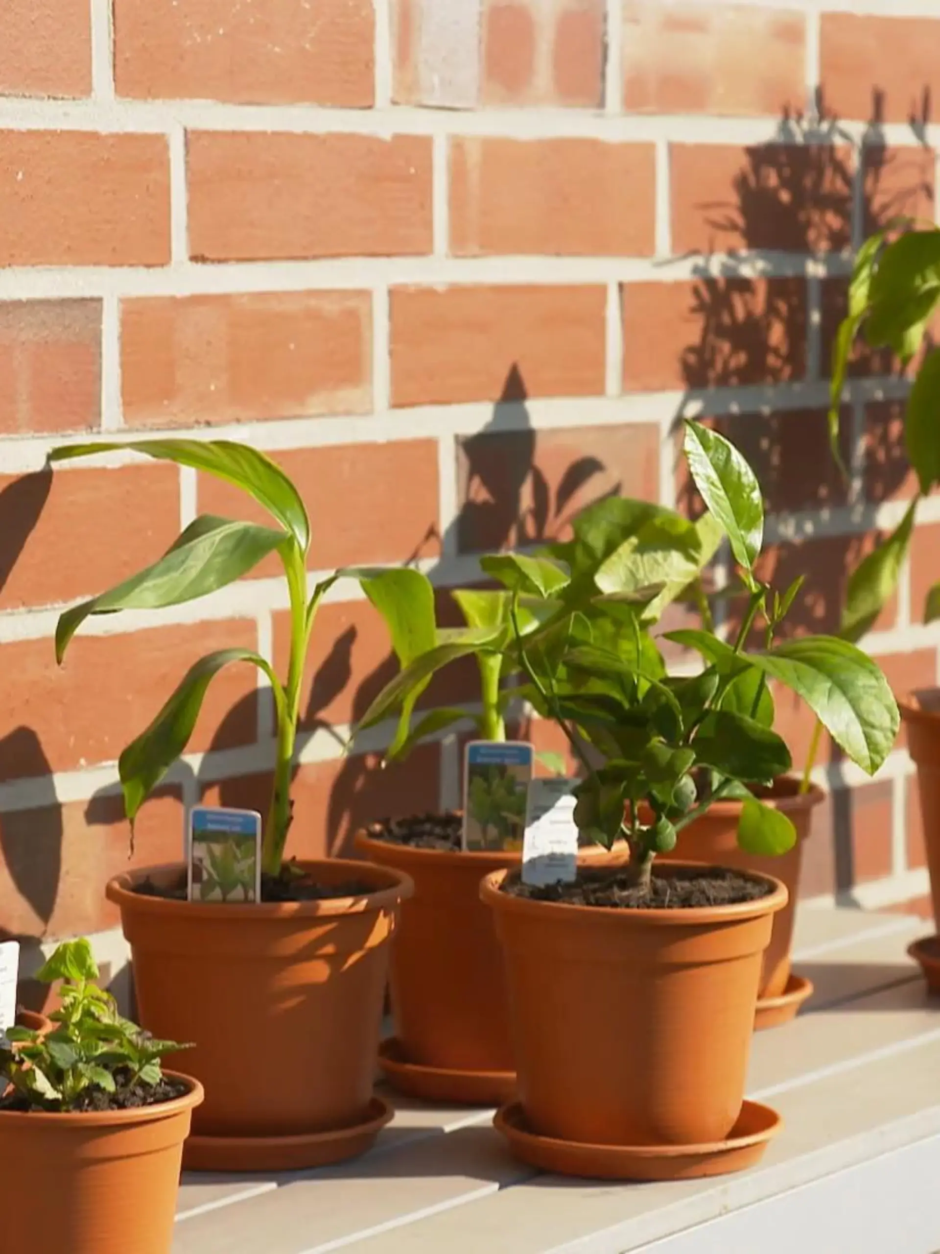 Hätten sie vielleicht Lust auf ein bisschen mehr Exotik in ihrem Garten? Das bieten die Discounter ja gerade an: karibische Bananenpalmen, mediterrane Olivenbäumchen, saftige Orangen, süße Feigen. Aber ob diese Exoten im heimischen Garten wohl überhaupt überleben? „Ich glaube, dass auch exotische Früchte im eigenen Garten wachsen können, wenn man dann jetzt auch die idealen Bedingungen schafft“, glaubt Heimgärtnerin Claudia Jürgens. Zusammen mit Tochter Mariette will sie jetzt genau wissen, wie’s geht. Zusammen mit Garten- und Landschaftbauer Soeren von Hoerschelmann und unseren Reporterinnnen Janine Köppel und Laura Schuster testen die beiden es an den exotischen Discounter-Pfanzen. Ob es geklappt hat – und worauf es wirklich ankommt, erklärt der Experte Ihnen im Video!