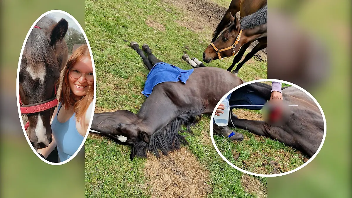 Pferd mit tiefer Wunde Ahaus