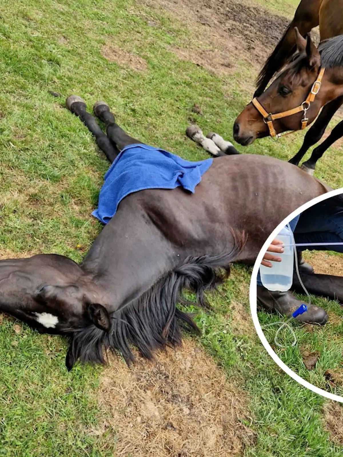 Bild zu: "Pferd mit tiefer Wunde"