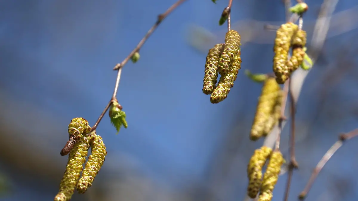 06.04.2024, Bayern, Kaufbeuren: Birkenpollen hängen an einer Birke bei blauem Himmel und Sonnenschein. Allergiker werden sich wohl nicht über das Sommerwetter freuen. An diesem Wochenende ist unter anderem mit einer starken Birkenpollenbelastung zu rechnen. Foto: Karl-Josef Hildenbrand/dpa +++ dpa-Bildfunk +++