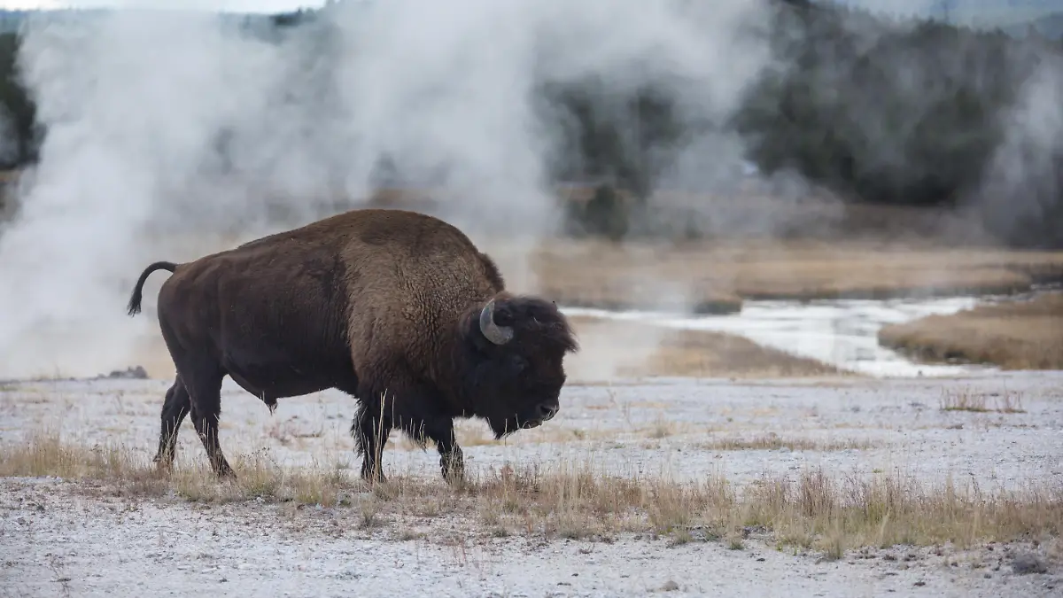 Ein wilder Bison durchstreift den Yellowstone National Park in den USA