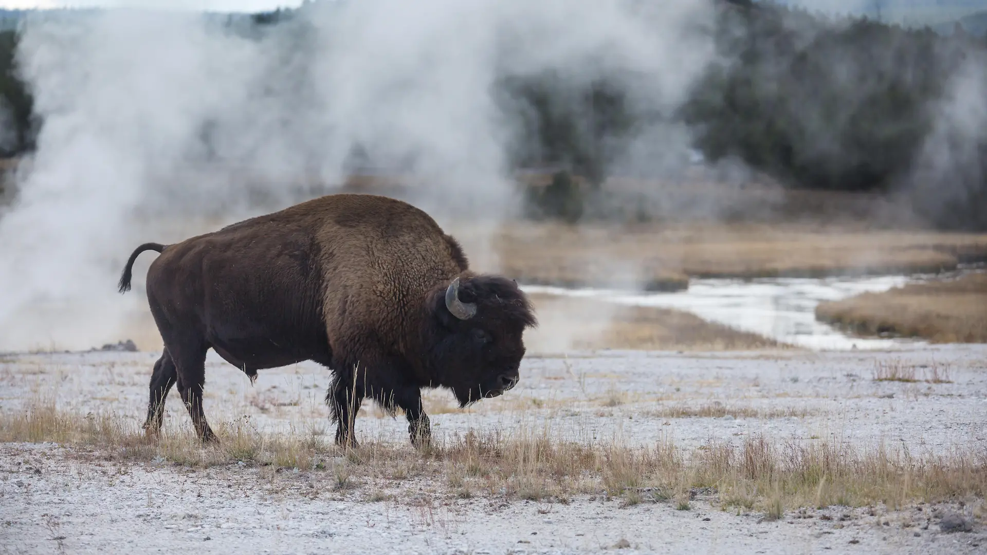 Ein wilder Bison durchstreift den Yellowstone National Park in den USA