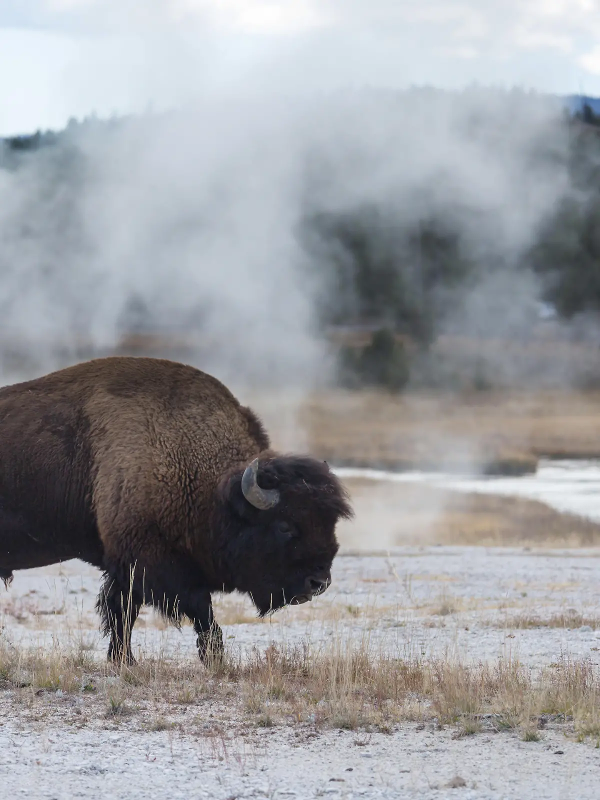 Ein wilder Bison durchstreift den Yellowstone National Park in den USA