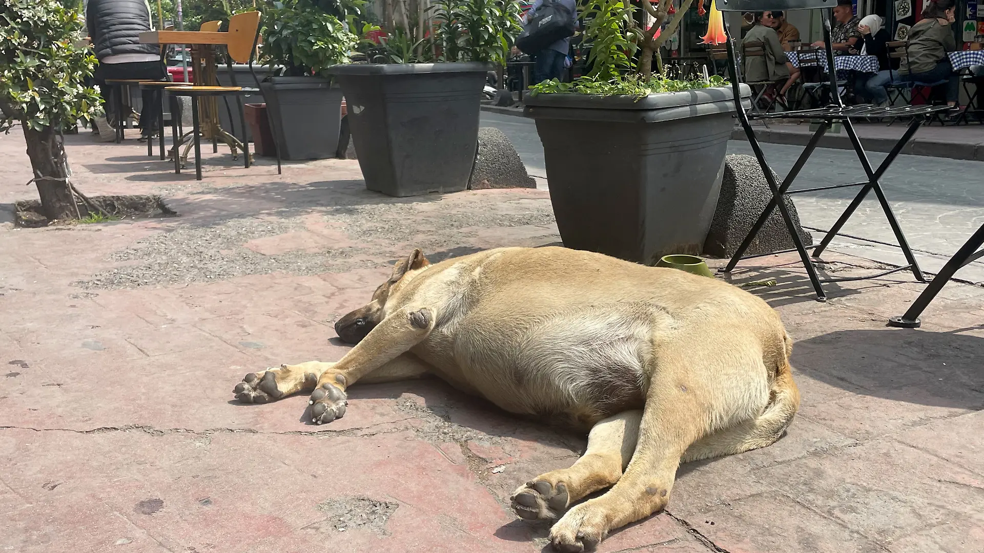 Ein Straßenhund liegt in Istanbul vor einem Cafe auf dem Bürgersteig.