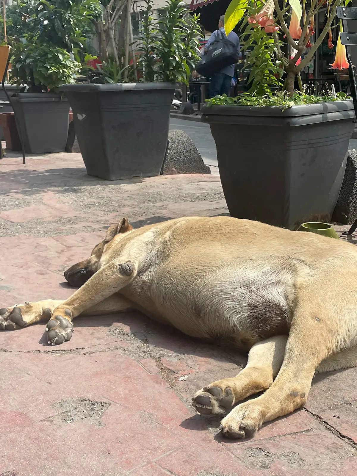 Ein Straßenhund liegt in Istanbul vor einem Cafe auf dem Bürgersteig.
