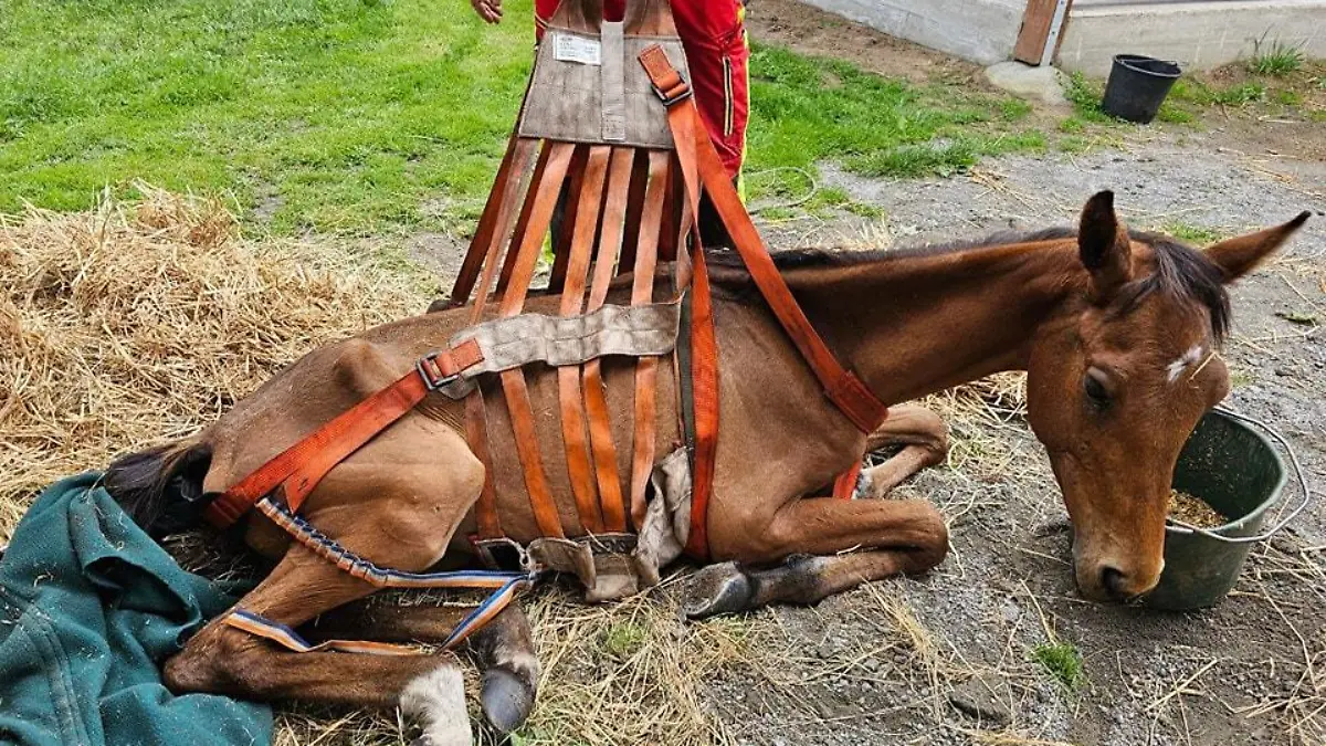 Nur mit dem Hebegeschirr bekommen die Retter das kraftlose Pferd in den Anhänger.