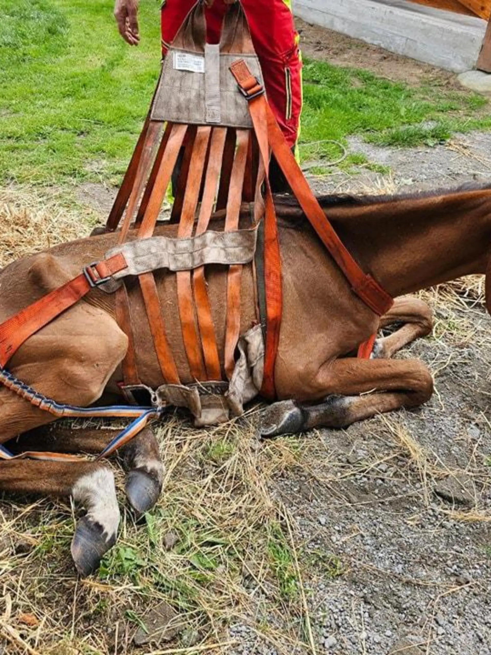 Nur mit dem Hebegeschirr bekommen die Retter das kraftlose Pferd in den Anhänger.