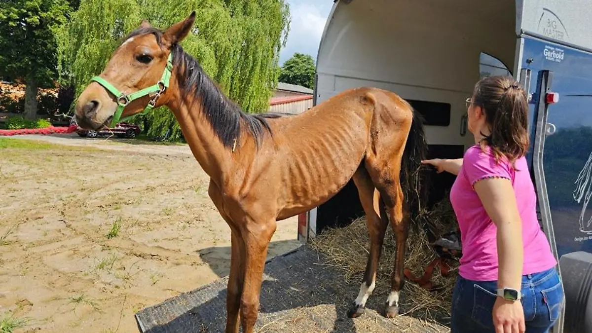 Die Rippen und Hüftknochen sind bei dem einjährigen Pferd deutlich zu sehen.