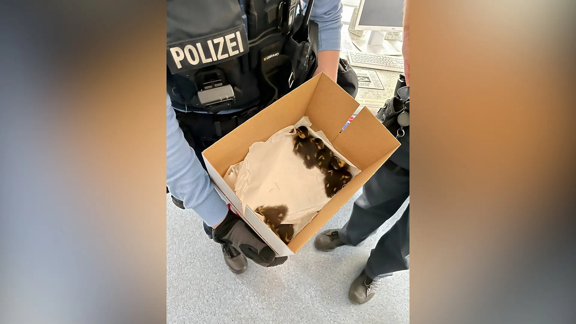 Polizisten retten Enten von der A 7 bei Braunatal.