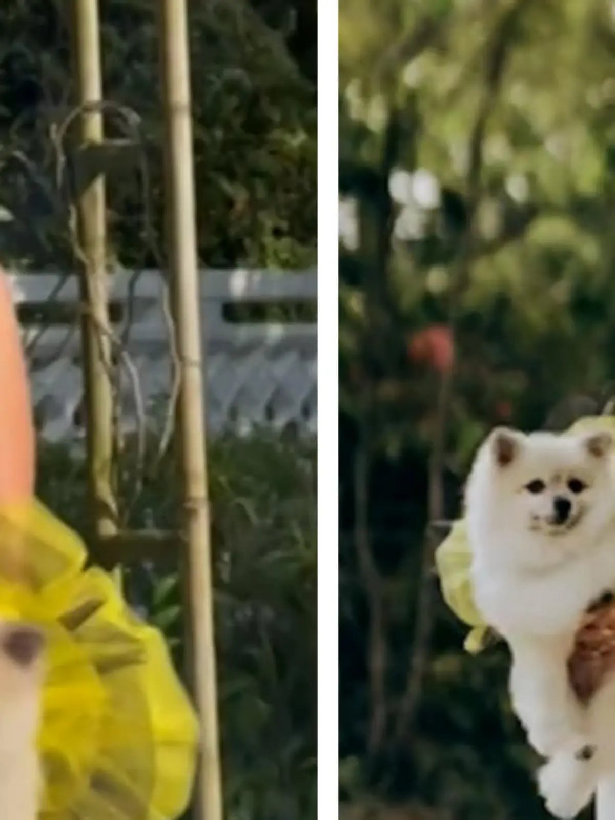 Was tun, wenn man vergessen hat, den Brautstrauß zu bestellen? Na klar - einfach den Hund als Strauß nehmen! Diese verrückte Idee hatte Joelle Yuvienco und schritt den Weg zum Altar mit ihrem putzigen Zwergspitz Sago in den Händen! Warum der als Hummel verkleidet war? Das weiß keiner, aber ist doch auch egal, oder?! Den ganz großen Auftritt des ganz kleinen Vierbeiners seht ihr im Video.