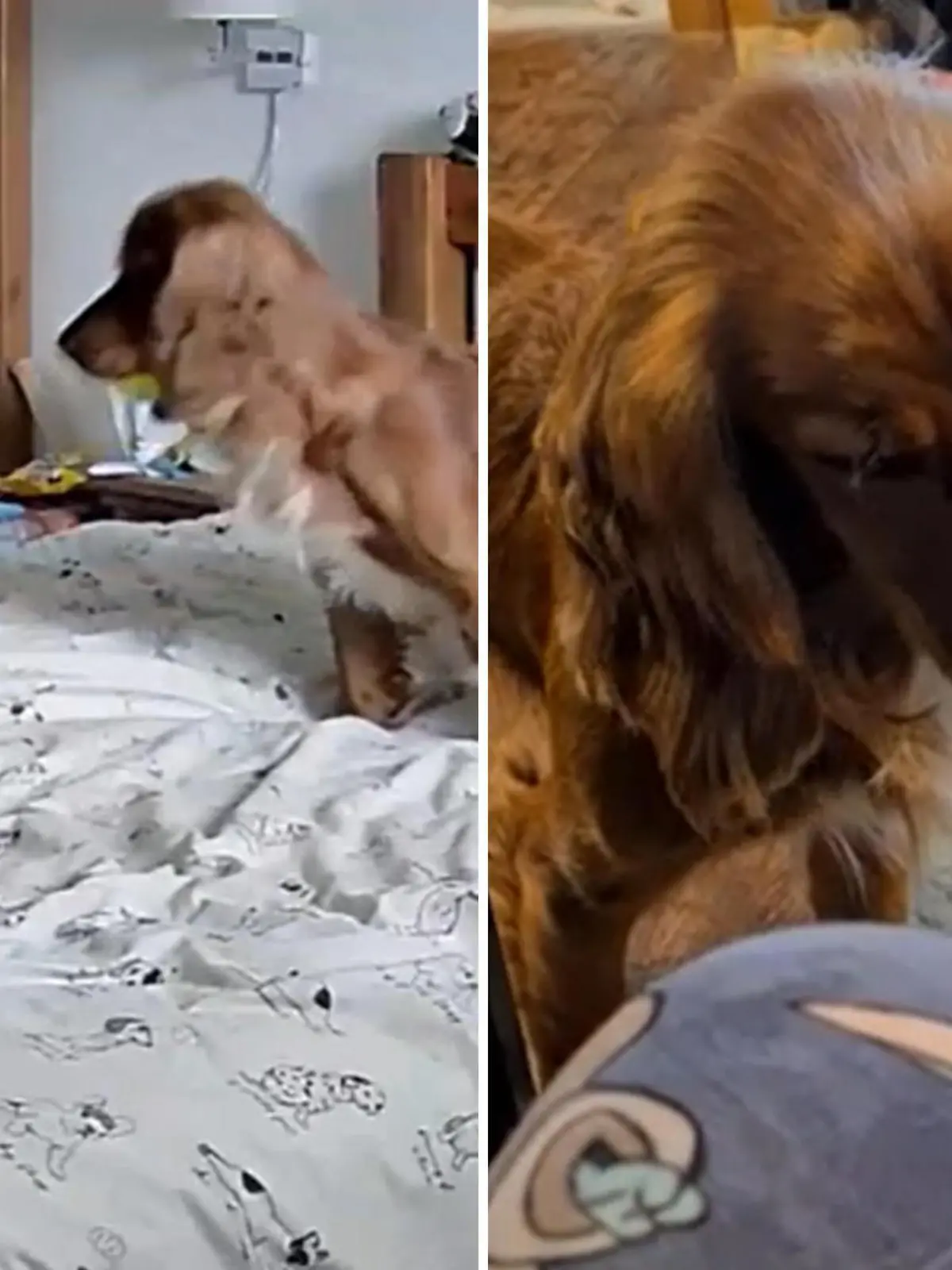Border Collie Bruce ist von Natur aus ein ängstlicher Hund und jault viel. Seine Besitzerin Evie hat ihm deshalb einen Spielkameraden besorgt: Frank. Der Cocker Spaniel ist nun Teil der Familie, die in Aberdeen in England lebt. Wenn Bruce jetzt Angst hat, ist einer ziemlich schnell zur Stelle. Die zuckersüße Szene zeigen wir euch im Video.