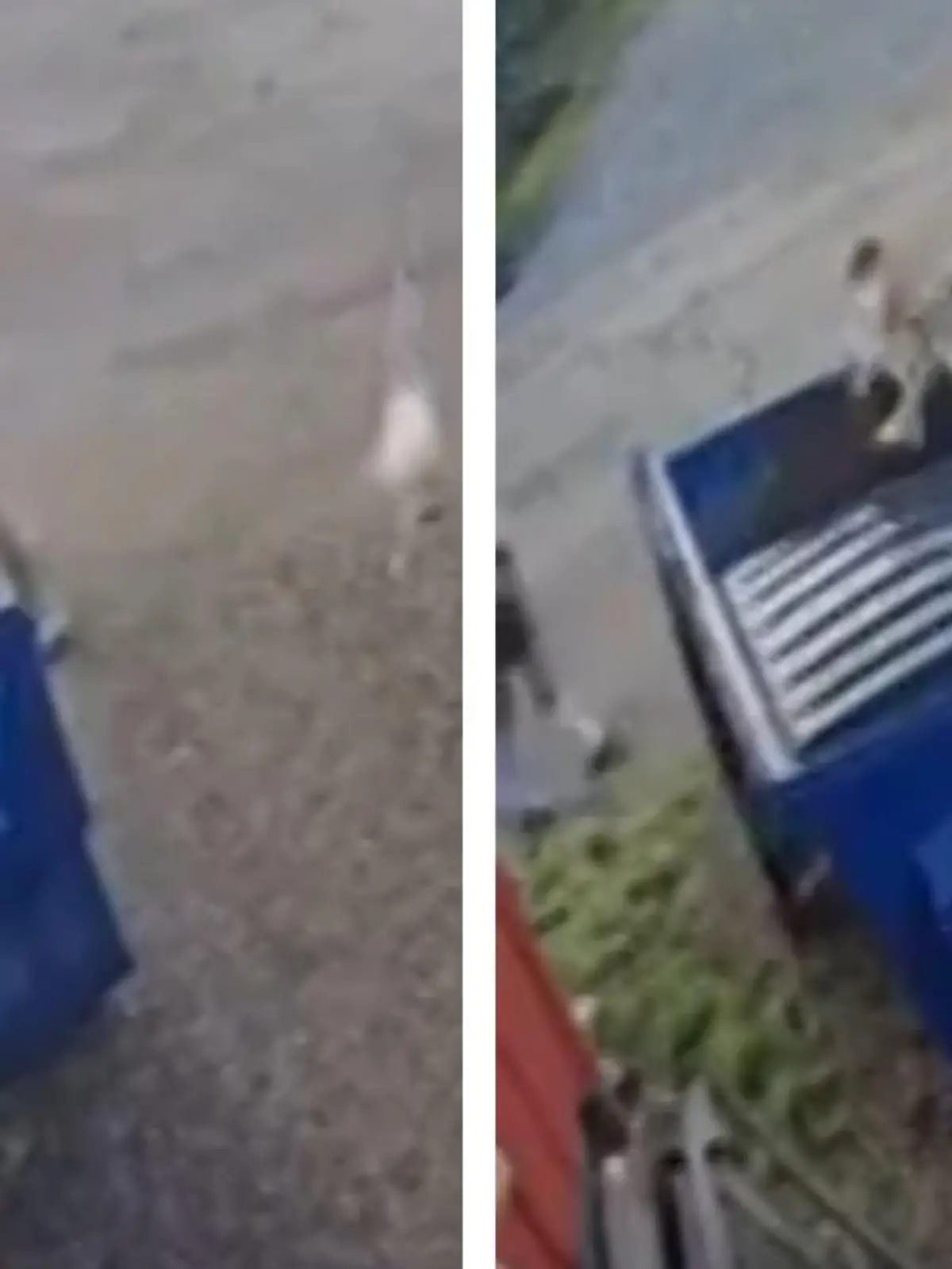 Was im ersten Moment aussieht wie ein Gassi-Spaziergang, ist in Wirklichkeit grausame Tierquälerei! Diese Hundehalterin wirft ihre zwei Welpen einfach in einen Müllcontainer! Ihr mutmaßlicher Komplize steht währenddessen unbeteiligt daneben und sieht zu. Danach gehen die beiden einfach weiter. Die verstörenden Beweisaufnahmen seht ihr im Video.