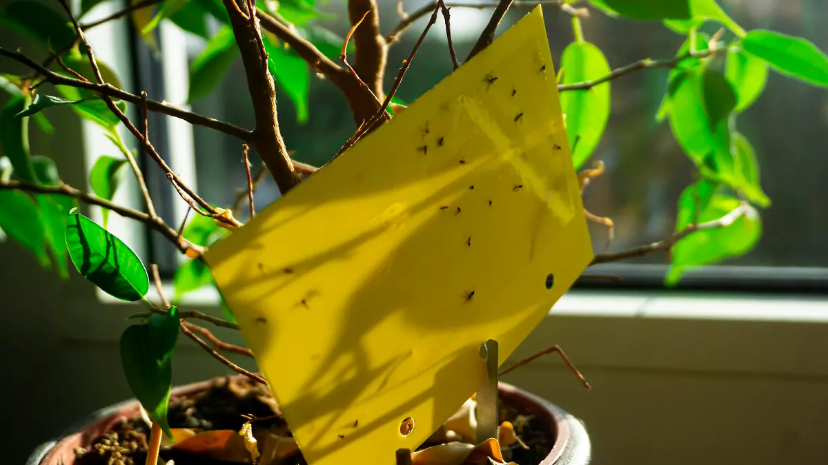some dark-winged fungus gnats are stuck on a yellow sticky trap