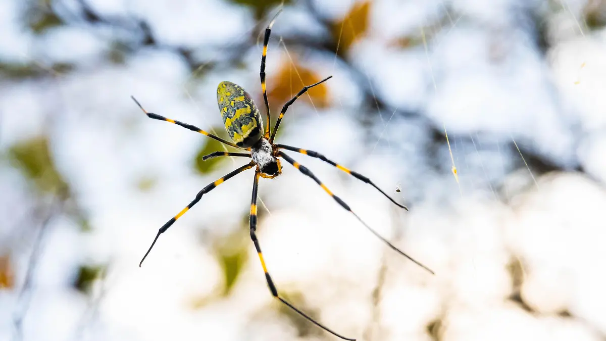 Beautiful japanese yellow joro spider in the net close up