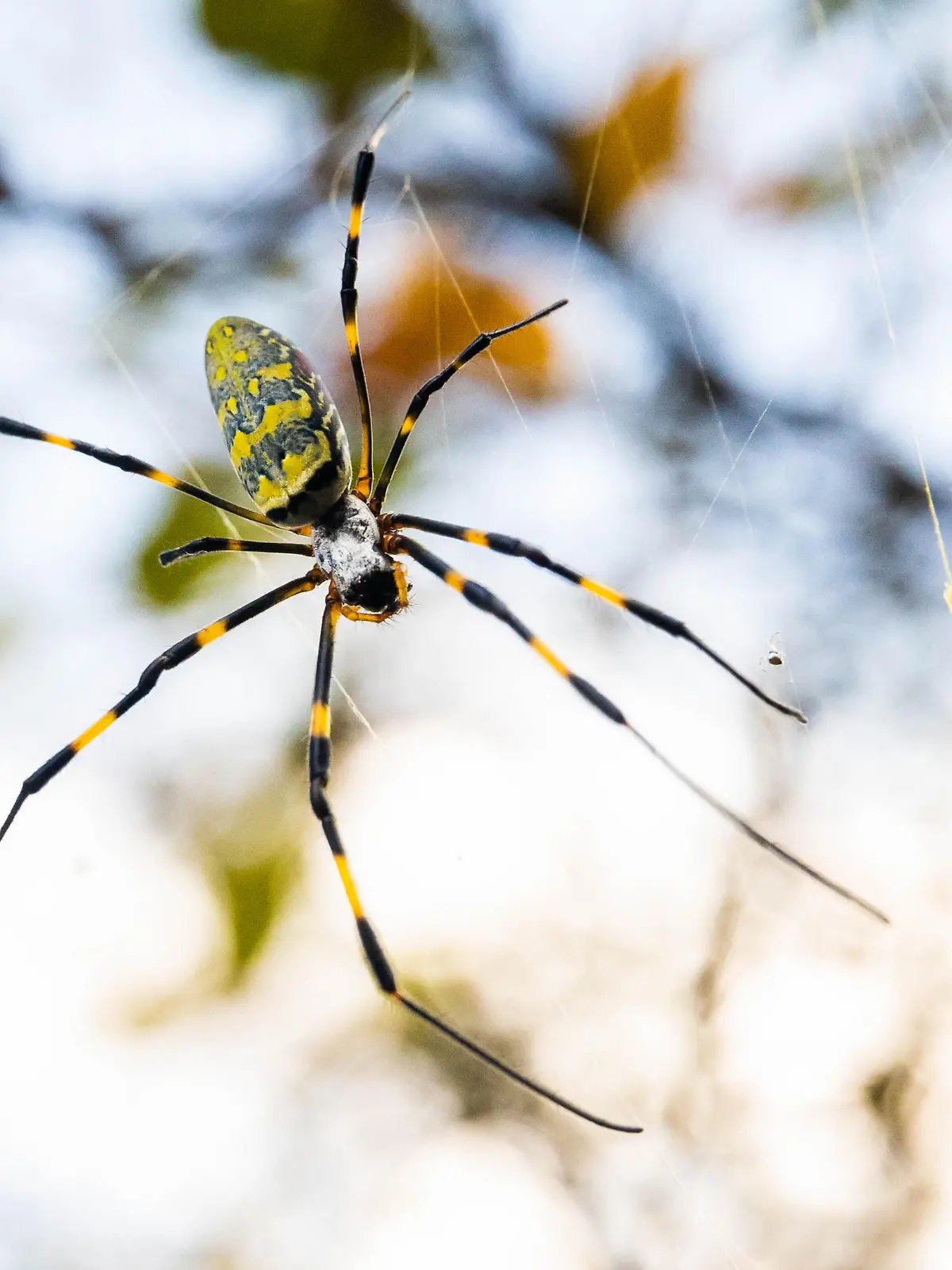 Beautiful japanese yellow joro spider in the net close up